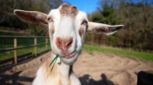 Goats in the Barossa Valley - photos - South Australia.jpg